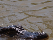 Alligator with dragonfly